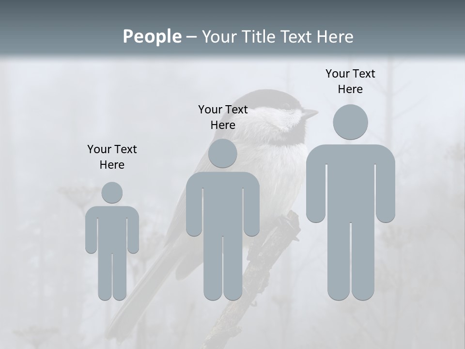 Carolina Chickadee PowerPoint Template