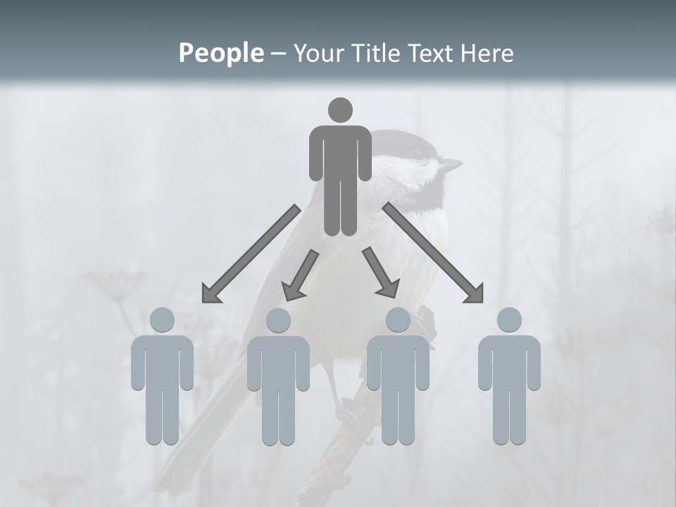 Carolina Chickadee PowerPoint Template