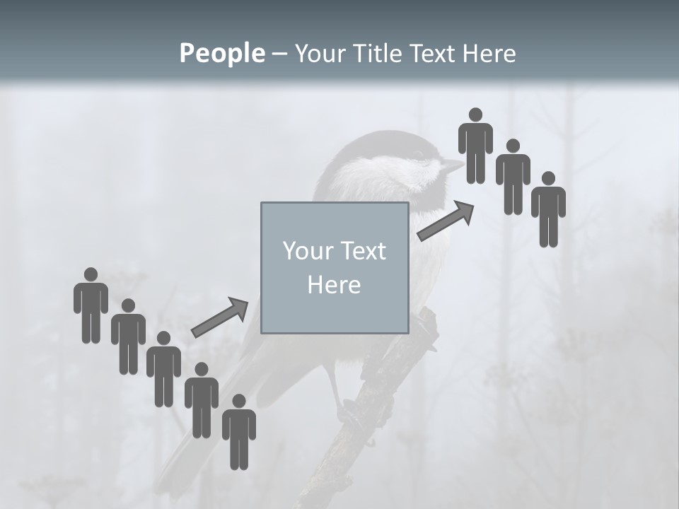 Carolina Chickadee PowerPoint Template