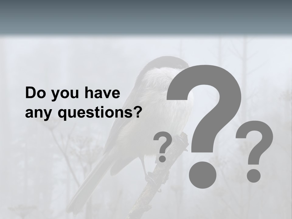 Carolina Chickadee PowerPoint Template