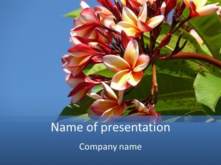 Frangipani PowerPoint Template