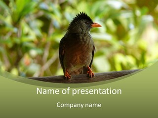 Seychelles Bul Bul PowerPoint Template