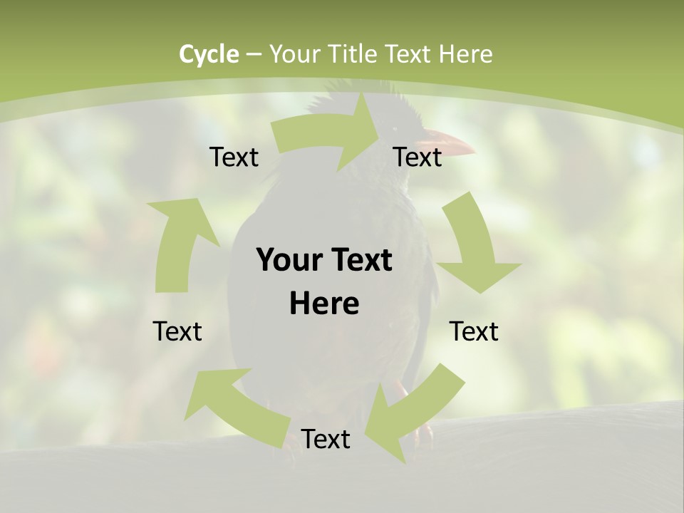 Seychelles Bul Bul PowerPoint Template