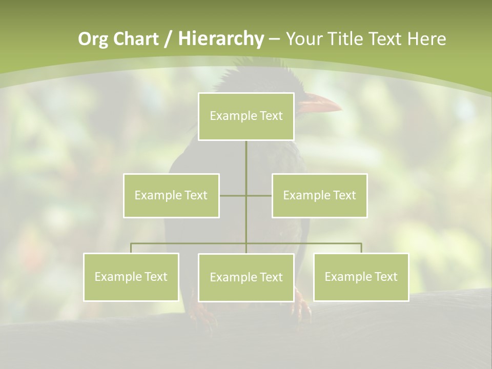 Seychelles Bul Bul PowerPoint Template