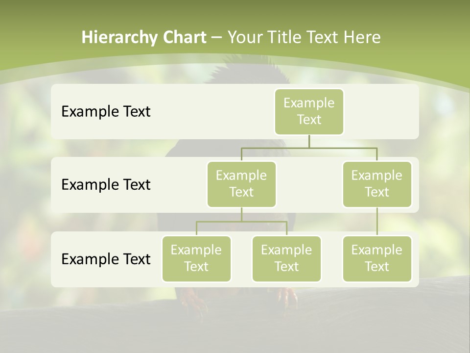 Seychelles Bul Bul PowerPoint Template