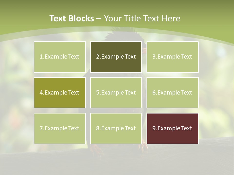 Seychelles Bul Bul PowerPoint Template