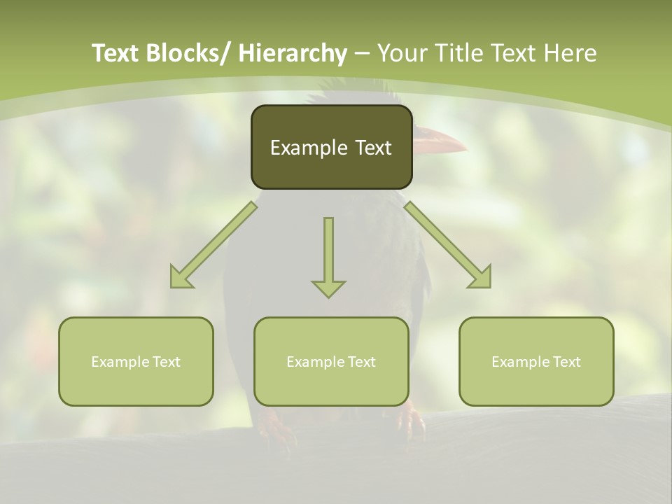 Seychelles Bul Bul PowerPoint Template