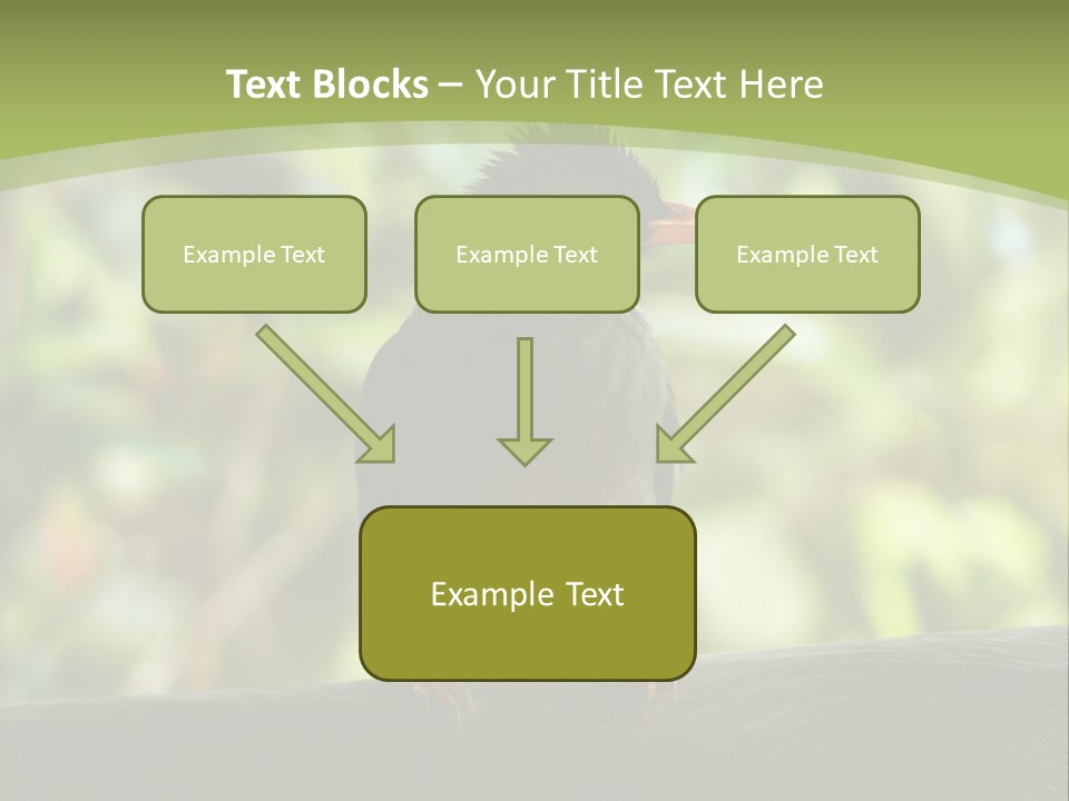 Seychelles Bul Bul PowerPoint Template