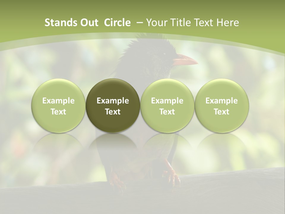 Seychelles Bul Bul PowerPoint Template