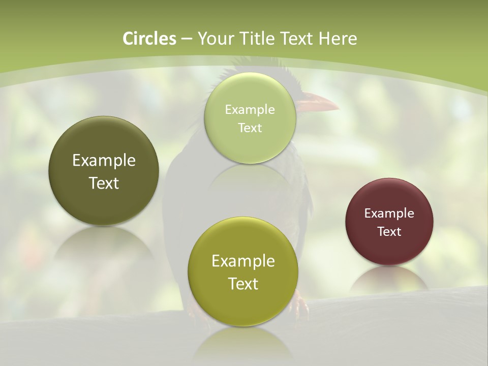 Seychelles Bul Bul PowerPoint Template