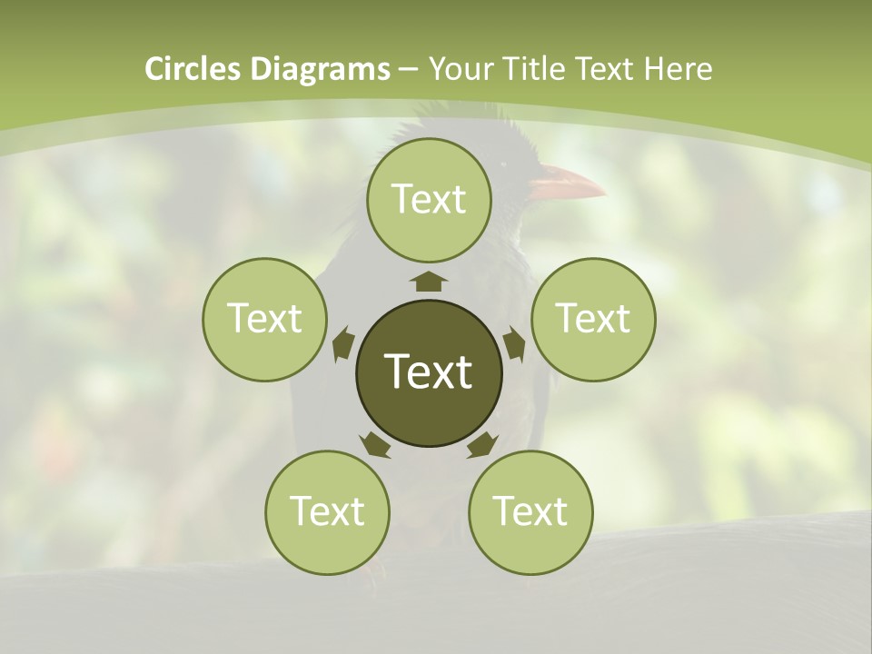 Seychelles Bul Bul PowerPoint Template