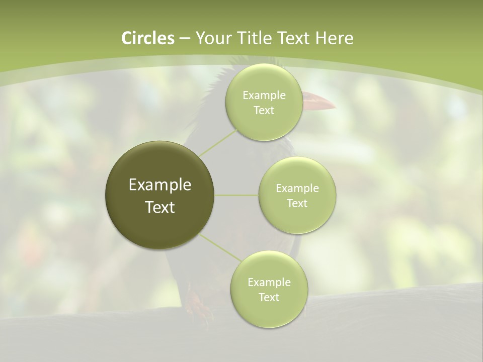 Seychelles Bul Bul PowerPoint Template