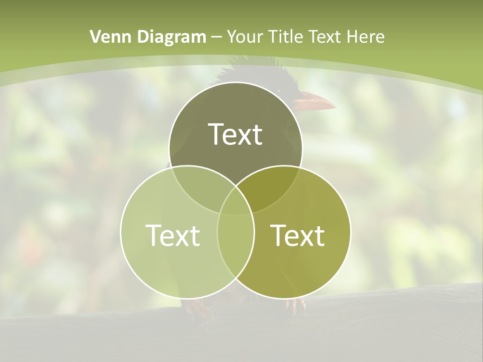 Seychelles Bul Bul PowerPoint Template