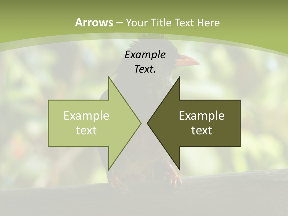 Seychelles Bul Bul PowerPoint Template