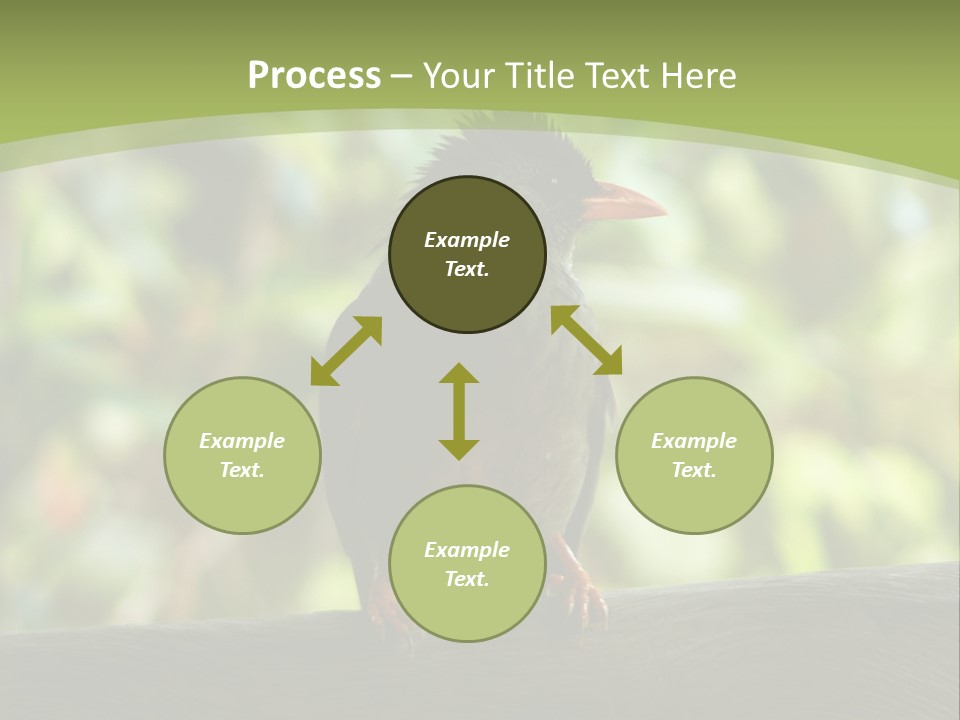 Seychelles Bul Bul PowerPoint Template