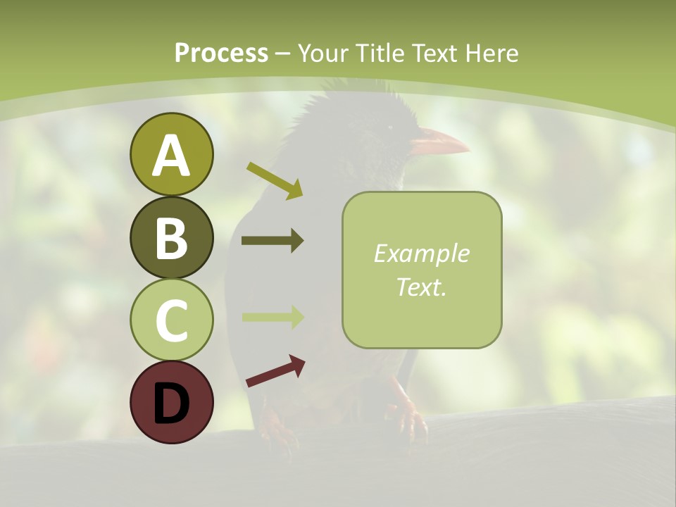 Seychelles Bul Bul PowerPoint Template