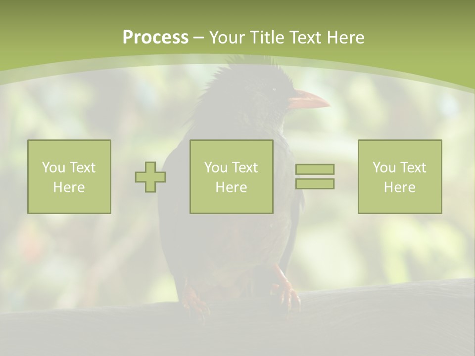 Seychelles Bul Bul PowerPoint Template