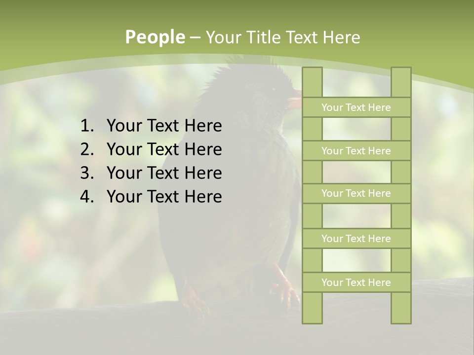 Seychelles Bul Bul PowerPoint Template