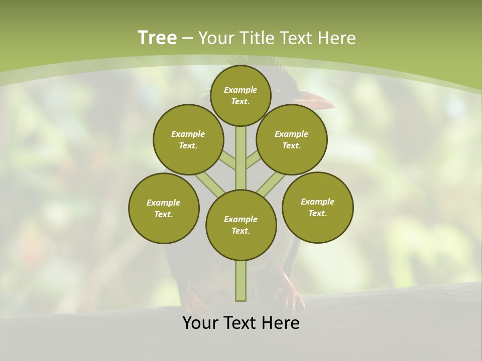 Seychelles Bul Bul PowerPoint Template