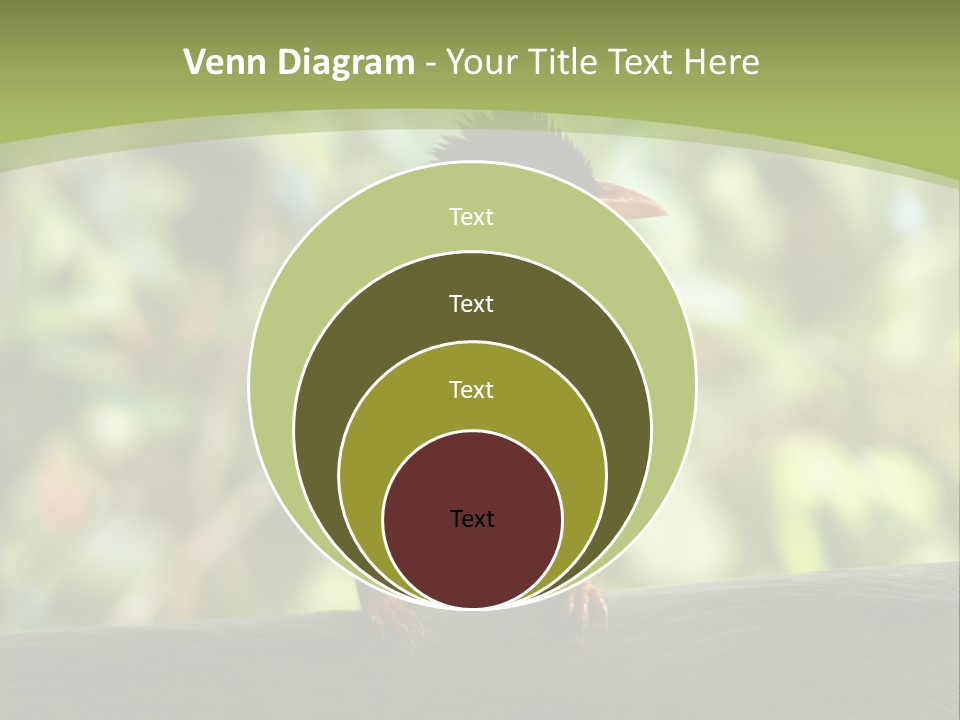 Seychelles Bul Bul PowerPoint Template