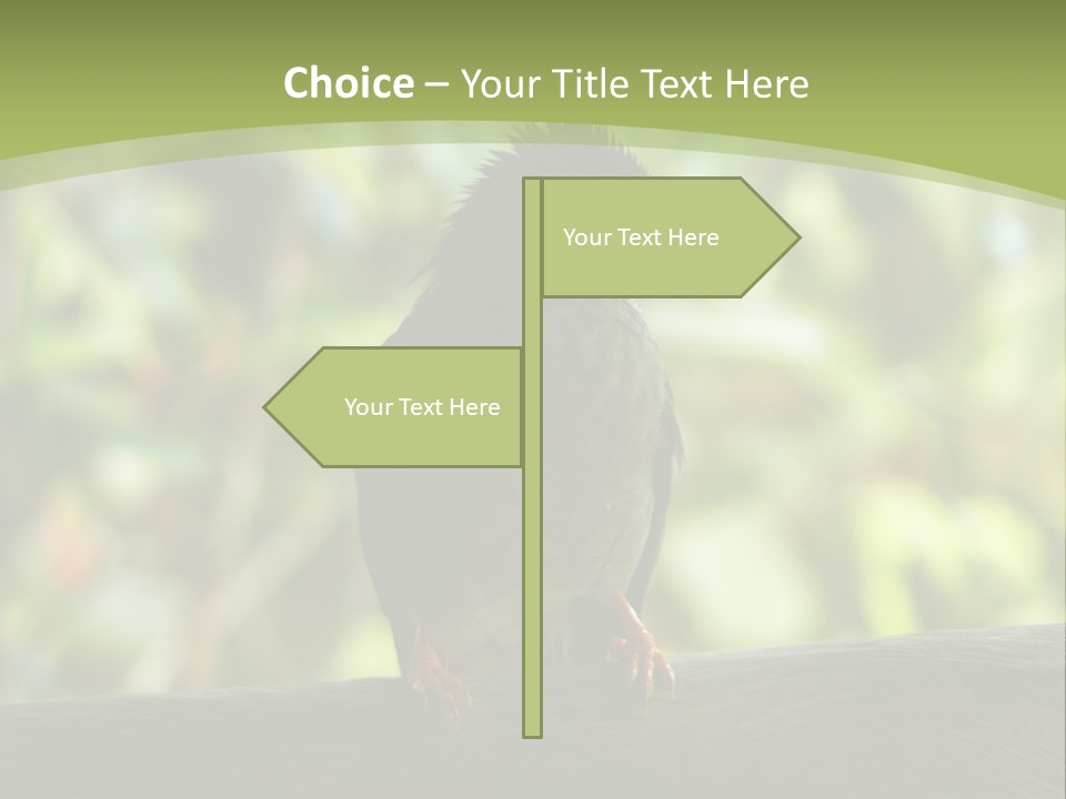 Seychelles Bul Bul PowerPoint Template