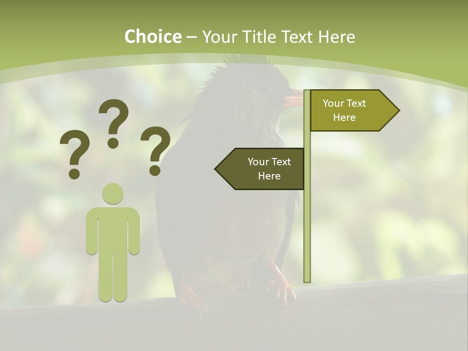 Seychelles Bul Bul PowerPoint Template