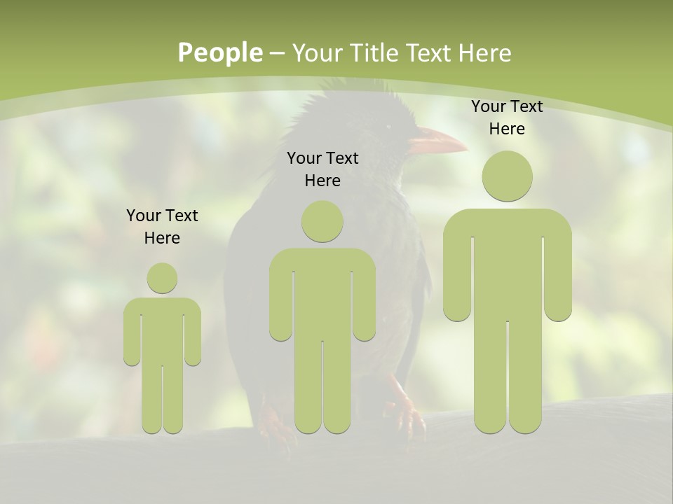 Seychelles Bul Bul PowerPoint Template