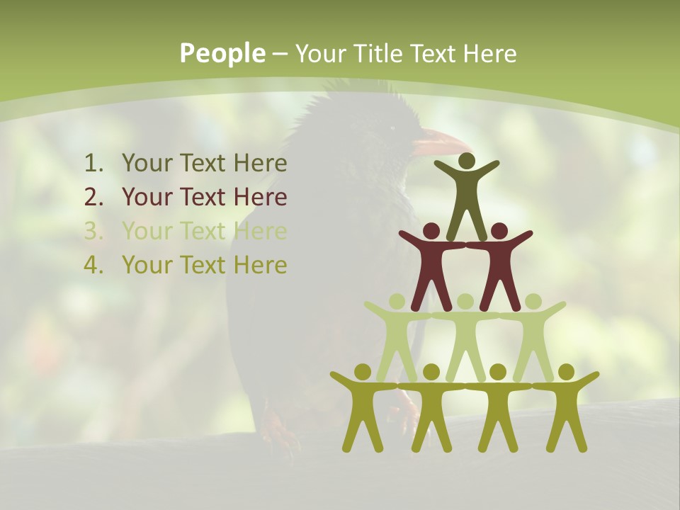 Seychelles Bul Bul PowerPoint Template