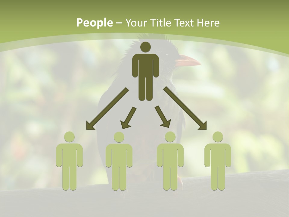 Seychelles Bul Bul PowerPoint Template