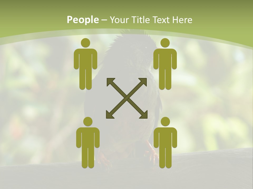 Seychelles Bul Bul PowerPoint Template