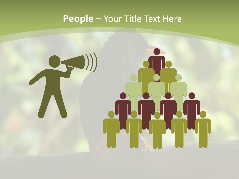 Seychelles Bul Bul PowerPoint Template