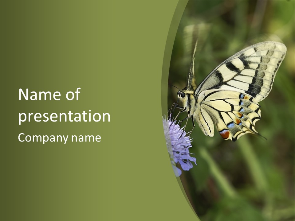 Papilio Machaon, Swallowtail, Papilionidae, PowerPoint Template