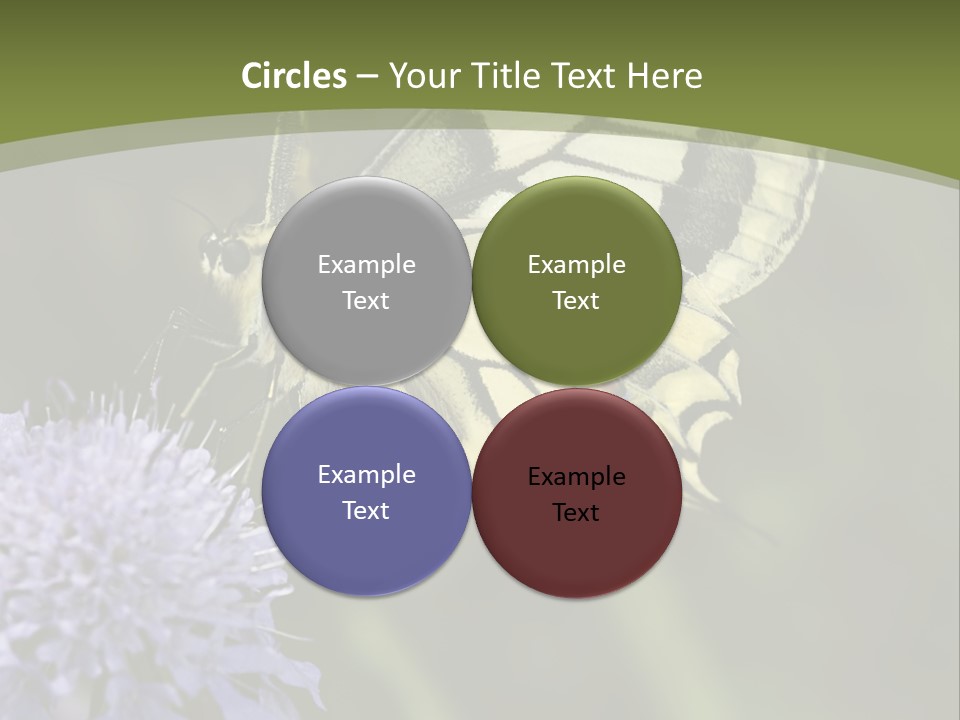 Papilio Machaon, Swallowtail, Papilionidae, PowerPoint Template