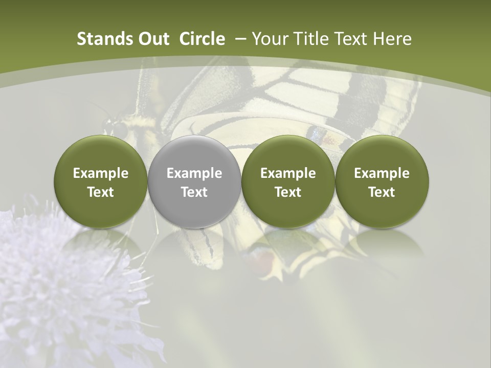 Papilio Machaon, Swallowtail, Papilionidae, PowerPoint Template