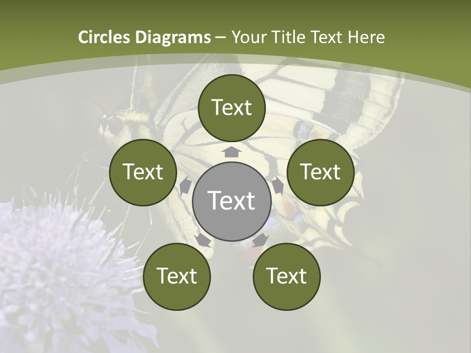 Papilio Machaon, Swallowtail, Papilionidae, PowerPoint Template