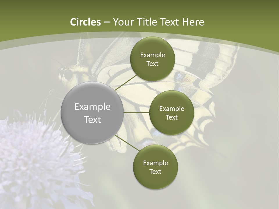 Papilio Machaon, Swallowtail, Papilionidae, PowerPoint Template