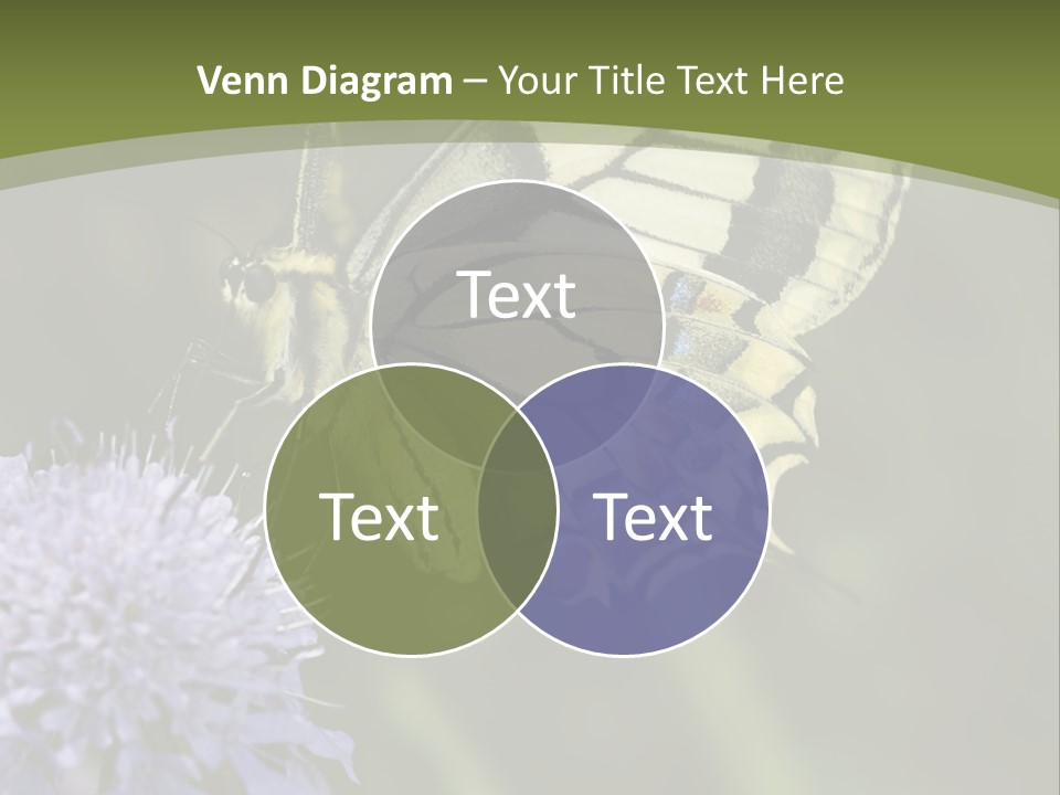 Papilio Machaon, Swallowtail, Papilionidae, PowerPoint Template