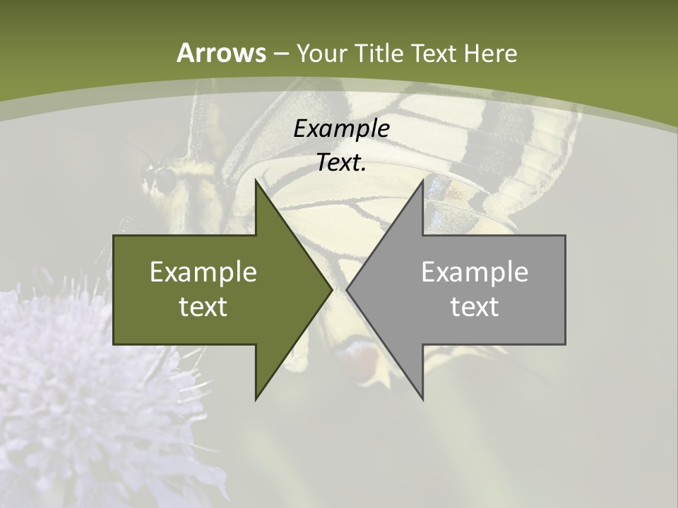 Papilio Machaon, Swallowtail, Papilionidae, PowerPoint Template