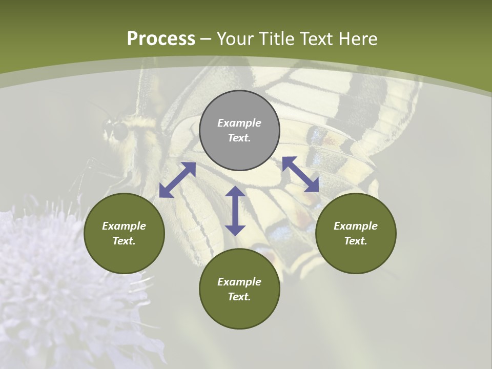 Papilio Machaon, Swallowtail, Papilionidae, PowerPoint Template