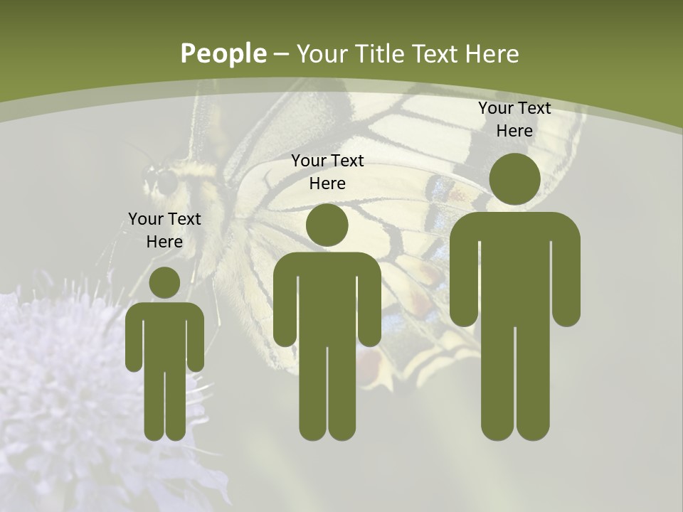 Papilio Machaon, Swallowtail, Papilionidae, PowerPoint Template