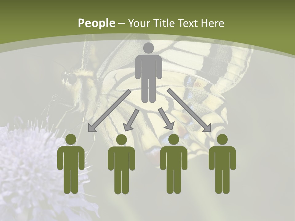 Papilio Machaon, Swallowtail, Papilionidae, PowerPoint Template