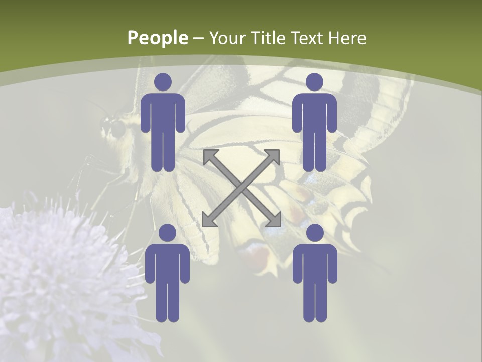 Papilio Machaon, Swallowtail, Papilionidae, PowerPoint Template