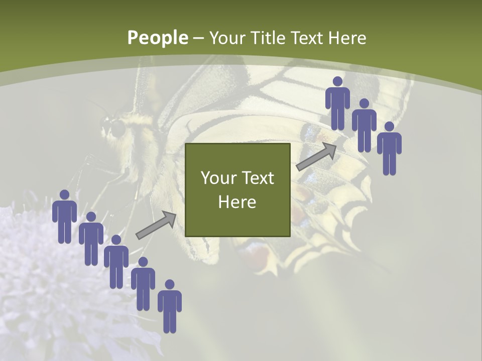 Papilio Machaon, Swallowtail, Papilionidae, PowerPoint Template