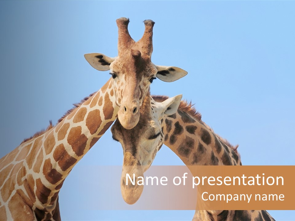 Giraffe Couple In Love With Blue Sky On Background PowerPoint Template