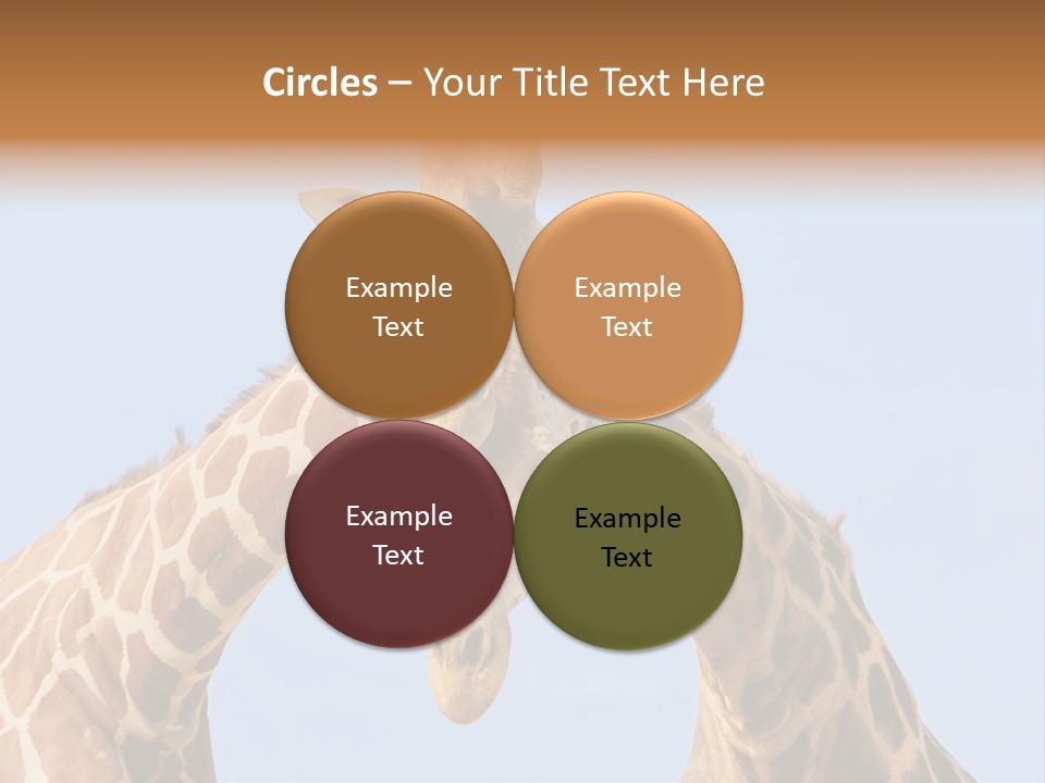 Giraffe Couple In Love With Blue Sky On Background PowerPoint Template