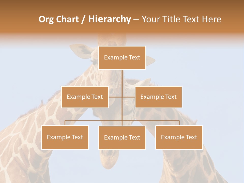 Giraffe Couple In Love With Blue Sky On Background PowerPoint Template