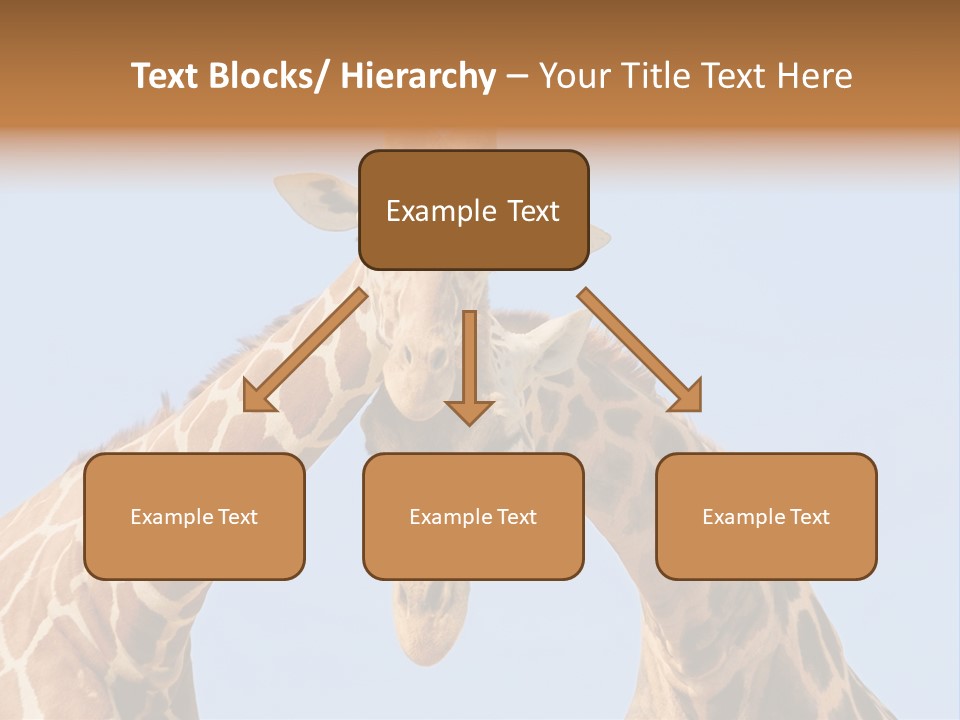 Giraffe Couple In Love With Blue Sky On Background PowerPoint Template