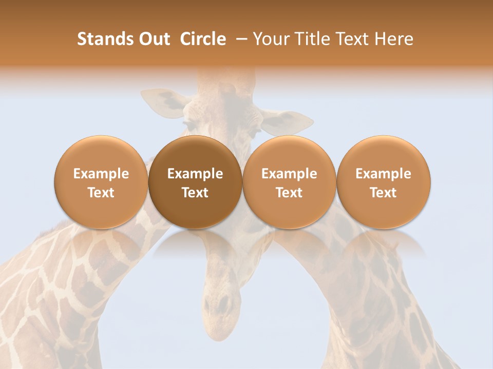 Giraffe Couple In Love With Blue Sky On Background PowerPoint Template