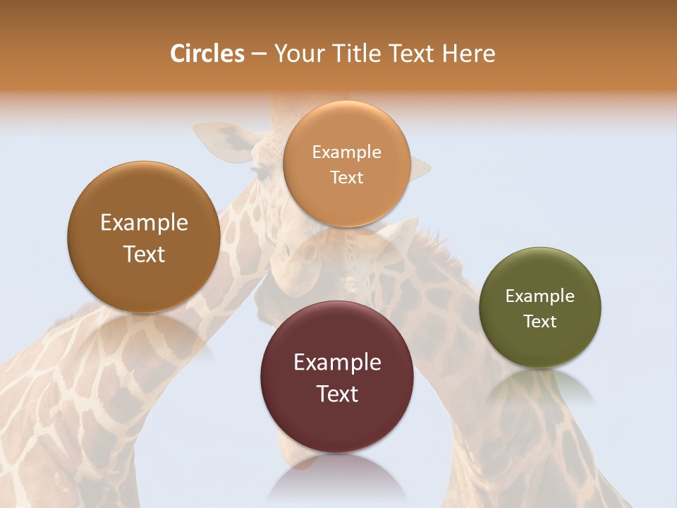 Giraffe Couple In Love With Blue Sky On Background PowerPoint Template