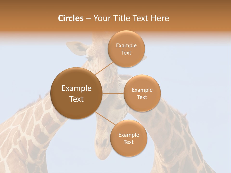 Giraffe Couple In Love With Blue Sky On Background PowerPoint Template